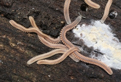 Gosodesmus claremontus