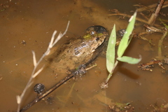 Fejervarya cancrivora