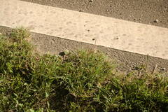 Bothriochloa pertusa