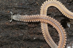 Gosodesmus claremontus