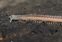 Gosodesmus claremontus