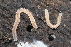 Gosodesmus claremontus