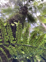Asplenium gracillimum