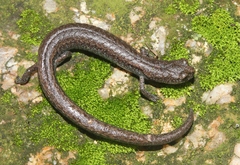 Batrachoseps stebbinsi