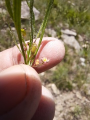 Centella glabrata