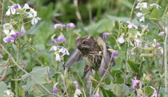 Haemorhous purpureus californicus