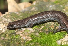 Batrachoseps stebbinsi
