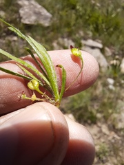 Centella glabrata