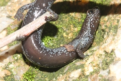 Batrachoseps stebbinsi