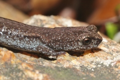 Batrachoseps stebbinsi