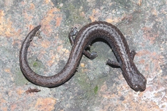 Batrachoseps stebbinsi