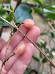 Glycosmis parviflora