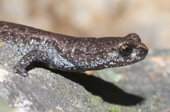Batrachoseps stebbinsi
