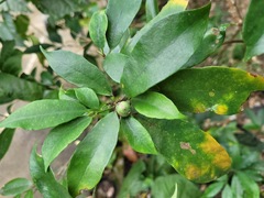 Glycosmis parviflora