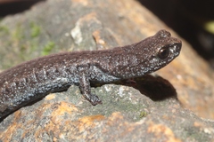Batrachoseps stebbinsi