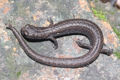 Batrachoseps stebbinsi