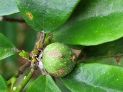 Glycosmis parviflora