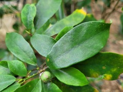 Glycosmis parviflora