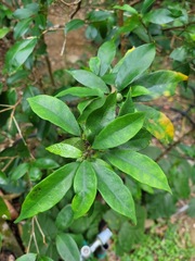 Glycosmis parviflora