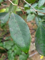 Glycosmis parviflora