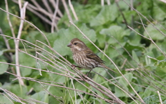 Haemorhous purpureus californicus