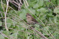 Haemorhous purpureus californicus