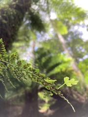 Asplenium gracillimum