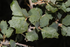 Quercus john-tuckeri