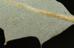 Quercus john-tuckeri