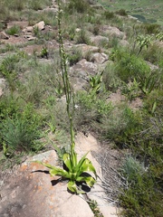 Chlorophytum krookianum