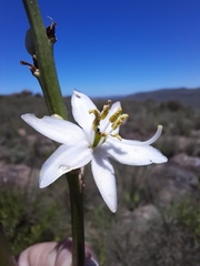 Chlorophytum krookianum
