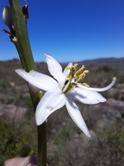 Chlorophytum krookianum