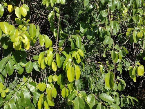 Cryptostegia grandiflora observed 2023-01-17