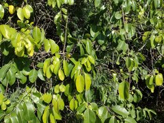 Cryptostegia grandiflora