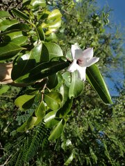 Cryptostegia grandiflora