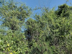 Cryptostegia grandiflora