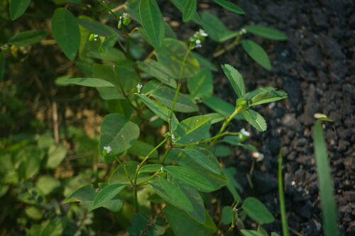 Euphorbia graminea observed 2023-01-17