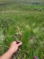 Disa