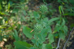 Leonotis nepetifolia