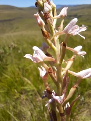 Disa