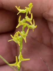 Holothrix exilis