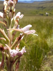 Disa