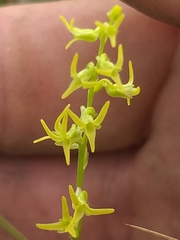 Holothrix exilis