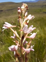 Disa