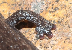 Batrachoseps stebbinsi
