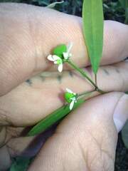 Euphorbia graminea