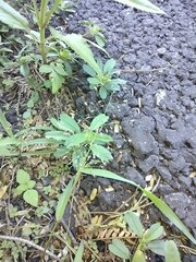 Eragrostis amabilis