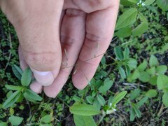 Eragrostis barrelieri