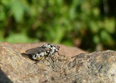 Anthomyia pluvialis