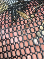 Favonigobius lateralis